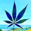 four20jes